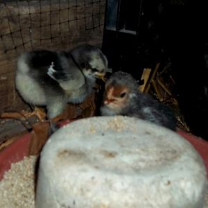 Mr. Wattles and the Blue