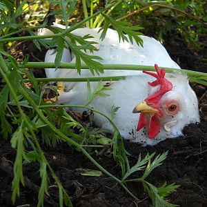dirt nap in the carrots