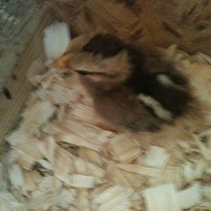 BB Red chick.