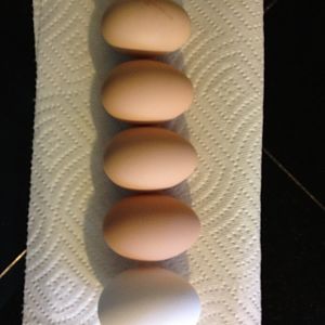 Our four first eggs compared to a store bought egg.