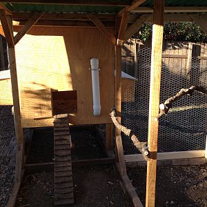 Inside the run with view of perches and feeder tube for inside coop