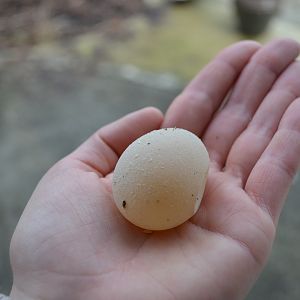 1st egg, with no shell.  Feb 11-ish.  Found in coop while cleaning.