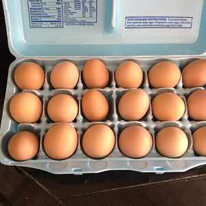 Our 18 eggs in a carton. Four of our seven chickens are laying now.