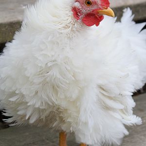 Freddie Frizzle (Bantam White Rock) - 4 months old