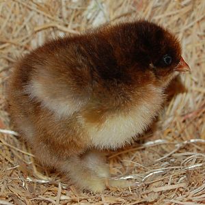 Partridge Cochin Chick