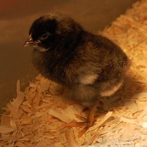 Barred Rock Chick