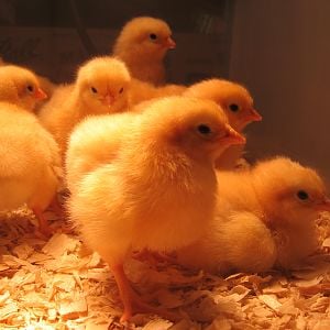 Buff Orpington Chicks