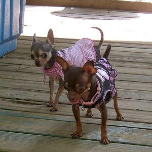 Squirrely Gurl & Cocoa Puff