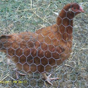 Oct 2011--Ruby, after her feathers came back.