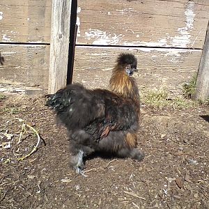 WE ARE LOOKING FOR A GOOD HOME FOR SPIKE OUR 5 MONTH OLD PARTRIDGE SILKIE ROOSTER. HE IS OUR PET AND HAS A VERY GOOD LIFE ROAMING THE BACKYARD ALL DAY AND SLEEPS IN HIS HEATED HOUSE AT NIGHT.  PLEASE CALL 858-692-5630 OR 858-775-4857 IF YOU ARE INTERESTED.
