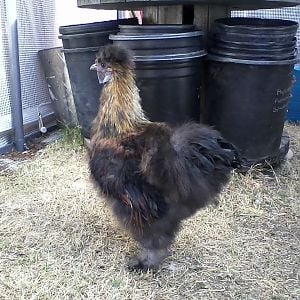 WE ARE LOOKING FOR A GOOD HOME FOR SPIKE OUR 5 MONTH OLD PARTRIDGE SILKIE ROOSTER. HE IS OUR PET AND HAS A VERY GOOD LIFE ROAMING THE BACKYARD ALL DAY AND SLEEPS IN HIS HEATED HOUSE AT NIGHT. PLEASE CALL 858-692-5630 OR 858-775-4857 IF YOU ARE INTERESTED.