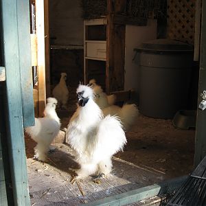 IMG_3910.JPG
Phil,my 1 year old silkie rooster