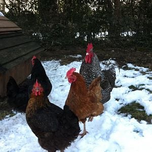 3 hens and a Cock