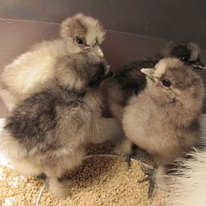Looks like the 3 Showgrils are telling the Silkie how much prettier Showgirls are!   Looks like the Silkie isn't buying it!!!