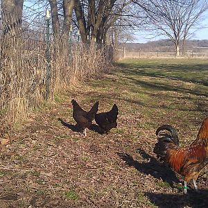 Ramo, 2 Raraku hens
