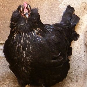 AZERI BREED MARAND HEN