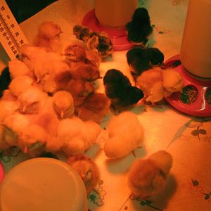 This was the 27 chicks right after they arrived.