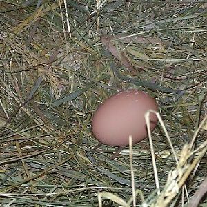 First egg in nest!