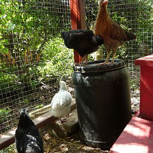 The chicks