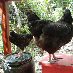 Penny and Nutmeg sizing each other up.