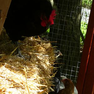 Hiding from the big chook.