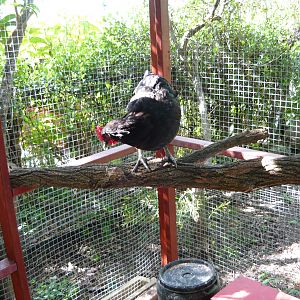 The new outside roost.