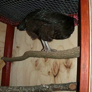 Penny hogging the roost.