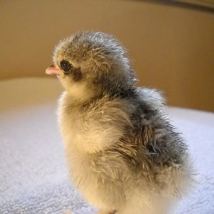 New Lavender Cochins hatched 2/2012. Beautiful Silvery colors with touches of black and white ; can't wait to see these babies as adults. I already have Red Buff and Grey Barred Cochins. Love this breed.