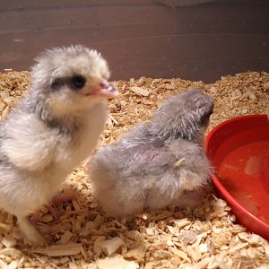 New babies; Lavender Cochins; 2/2012; beautiful!!!!
