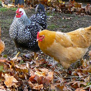 Hawk, Dot, Bernadette, & Nellie