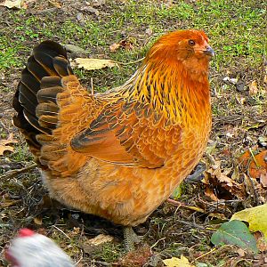Hawk - Araucanas