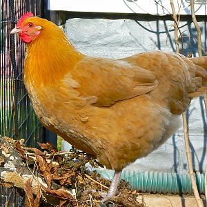 Bernadette - Buff Orpington