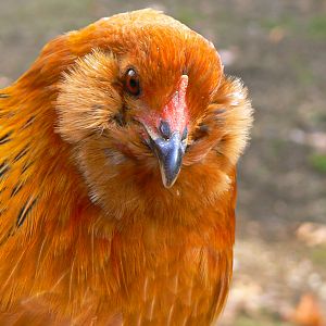 Hawk