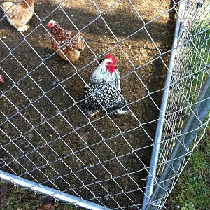 Silver laced 

362772e8.jpg