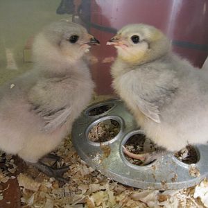Fonzie and Potsie, looking like a boy and girl.