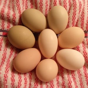 Pretty Eggs