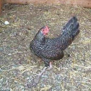 cuckoophoenix