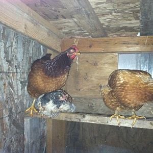 Not a very good photo but from Left to right we've got Patsy, Hedwig, and Reba. Hedwig is our newest edition, very sweet and cuddly. She likes to be either under Patsy's breast or in her wing, Reba gets a little jealous :)