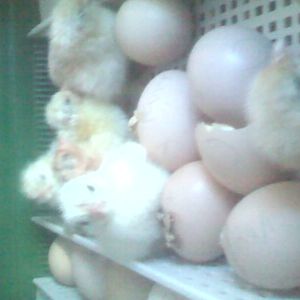 6 Chicks in the incubator