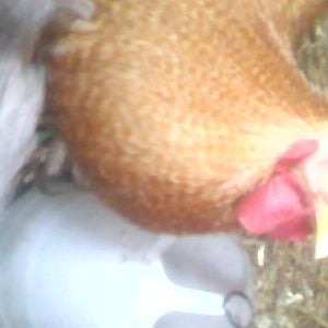 My Lovely Rooster :) Called Harry!