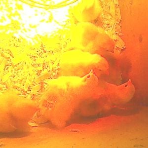 8 chicks
