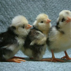 Trio of Mottled Polish