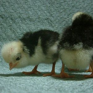 Head and Butt - of mottled polish