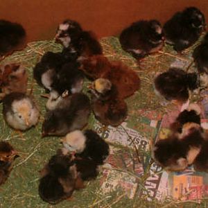 All 28 chicks from Valentine's hatch