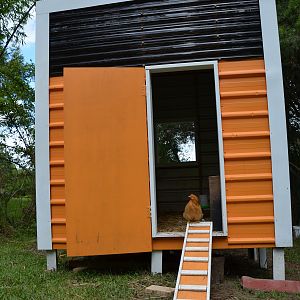 New chook house, I love watching them walk up and down their step stair thing.  What are those called?