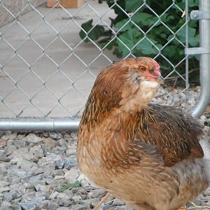 ZZ Top the only Ameruacana hen i have in town since the rest are reserved for breeding at the ranch.