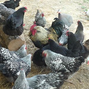 flock feeding