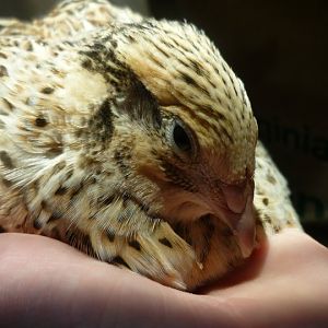 golden corturnix quail