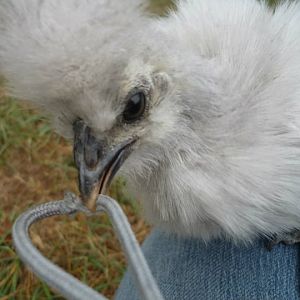 self-blue lavender bearded silkie