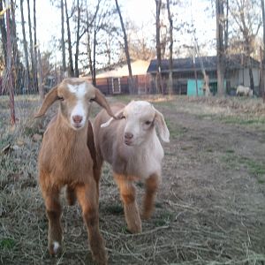 Ninas babies, except Slim